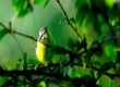 Chail Wildlife Sanctuary hptours.org