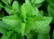 pudina, Mentha Mint leaves